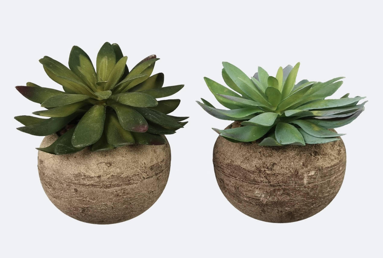 Succulent in Stone Like Pot, 2 Assorted